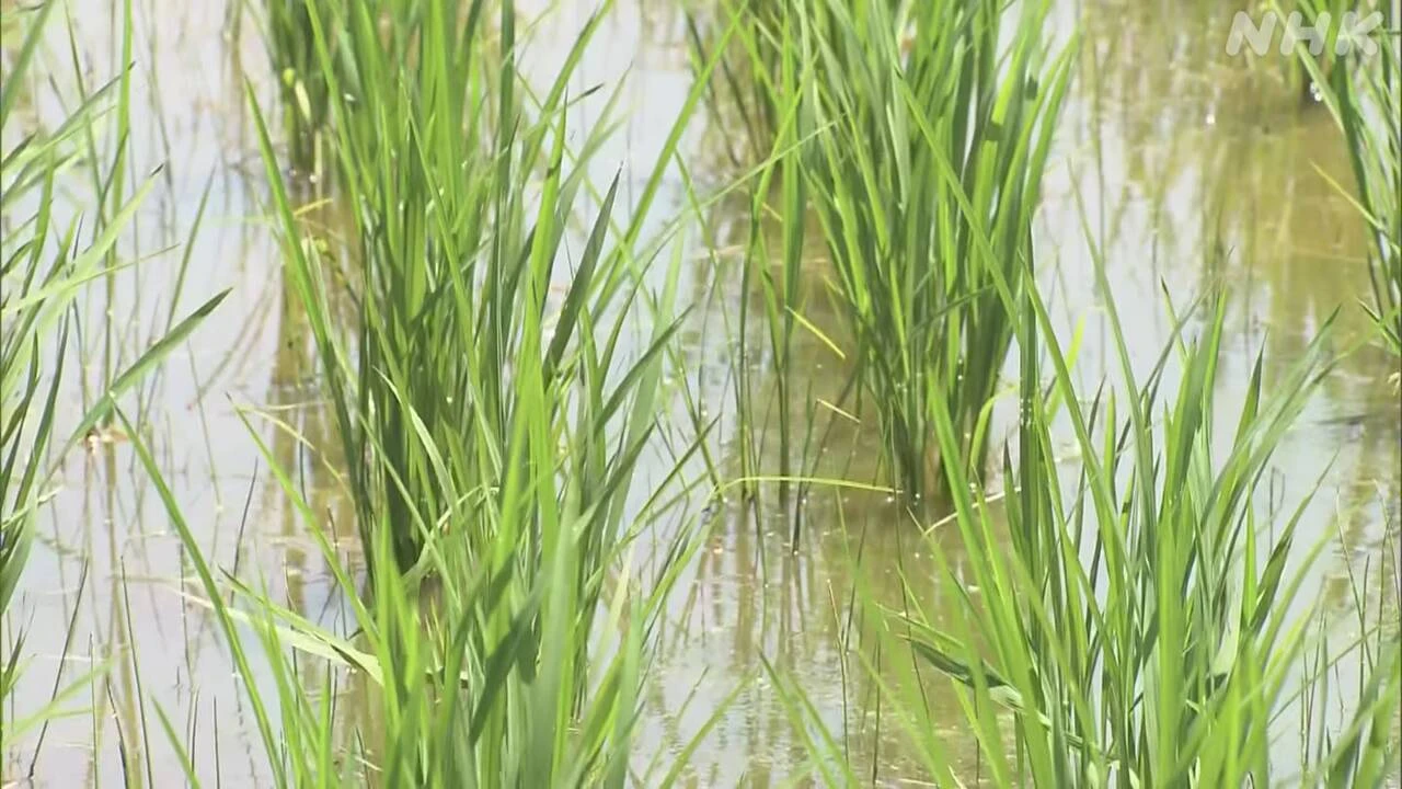 【猛暑】コメ生育に心配の声 使い始めのエアコン火災にも注意