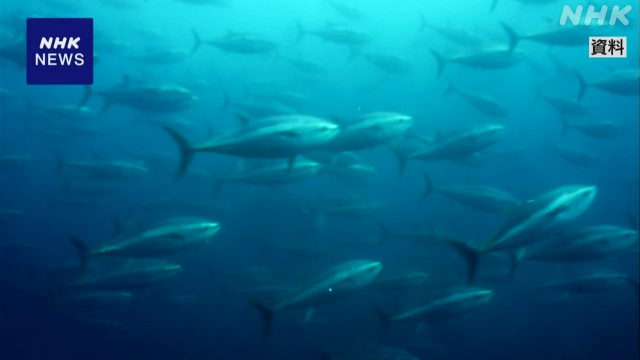 太平洋クロマグロ 漁獲枠のルール協議も合意至らず 国際会議