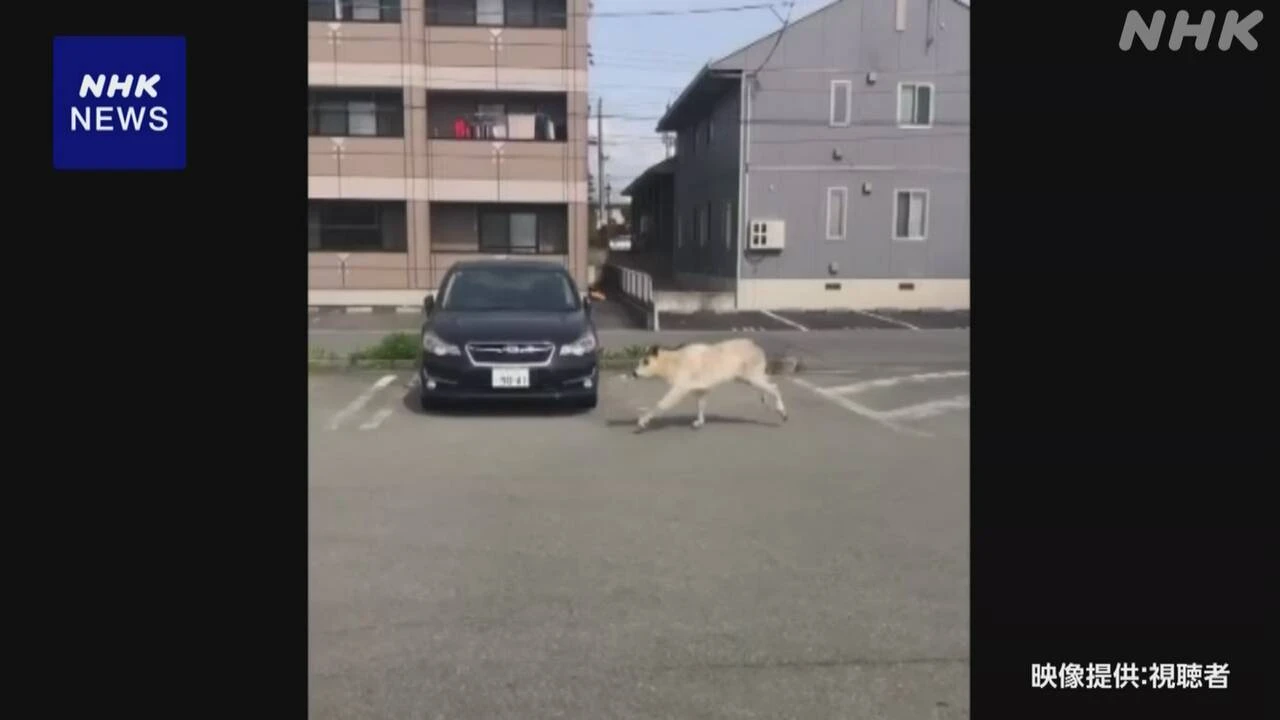 山形 住宅地にカモシカ 角に接触し70代女性けが 捕獲される