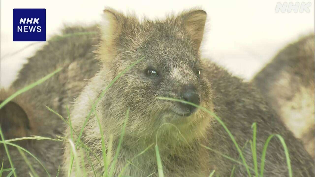 “世界一幸せな動物” 新展示施設の整備費用で寄付募る 埼玉