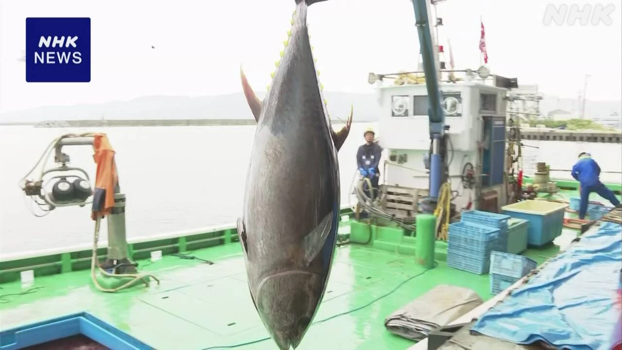 新潟 佐渡で連日100キロ超のマグロ水揚げ 資源管理の効果か