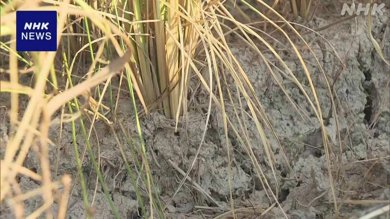 新潟 上越 農作物に被害 少雨高温続いた影響を県と市が調査