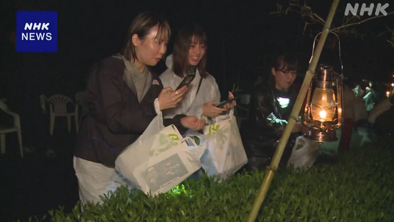 ランタンの明かりのもと 夜の茶摘みを楽しむ催し 静岡 掛川