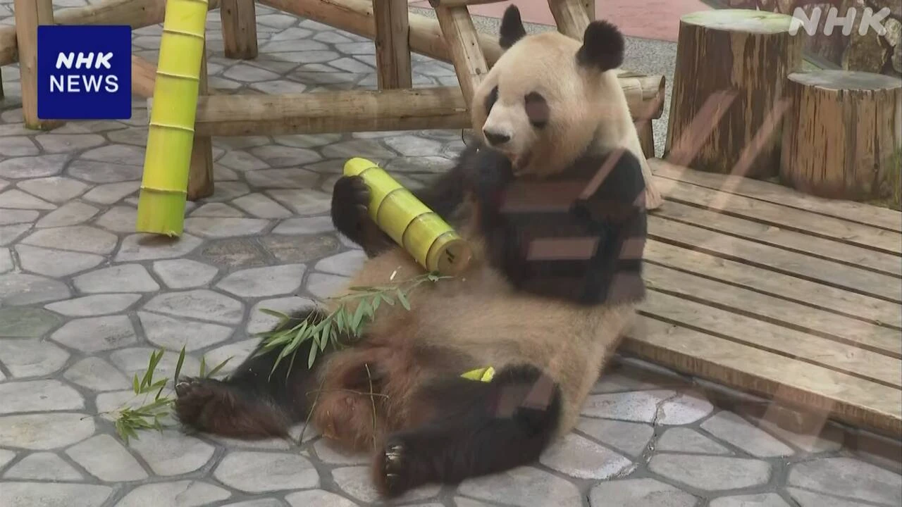 母の日 10頭の子ども育てたパンダに感謝のプレゼント 和歌山