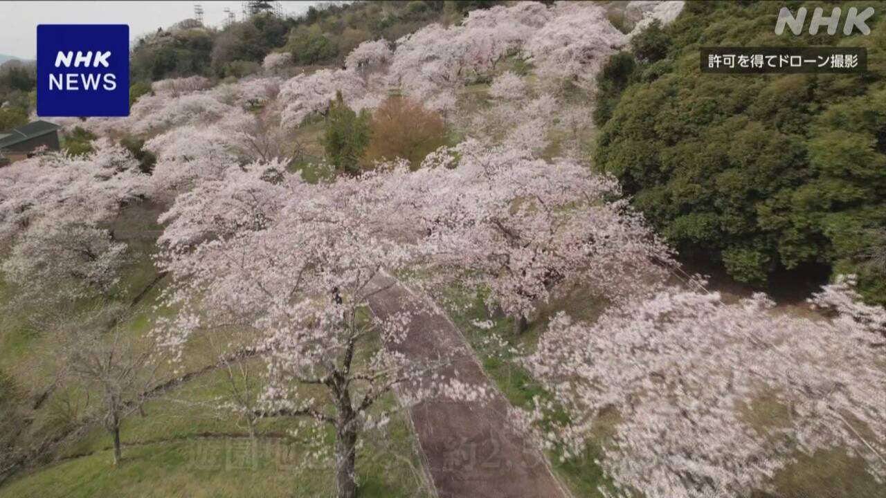 約2500本の桜が満開 神奈川 相模原【ドローン撮影】