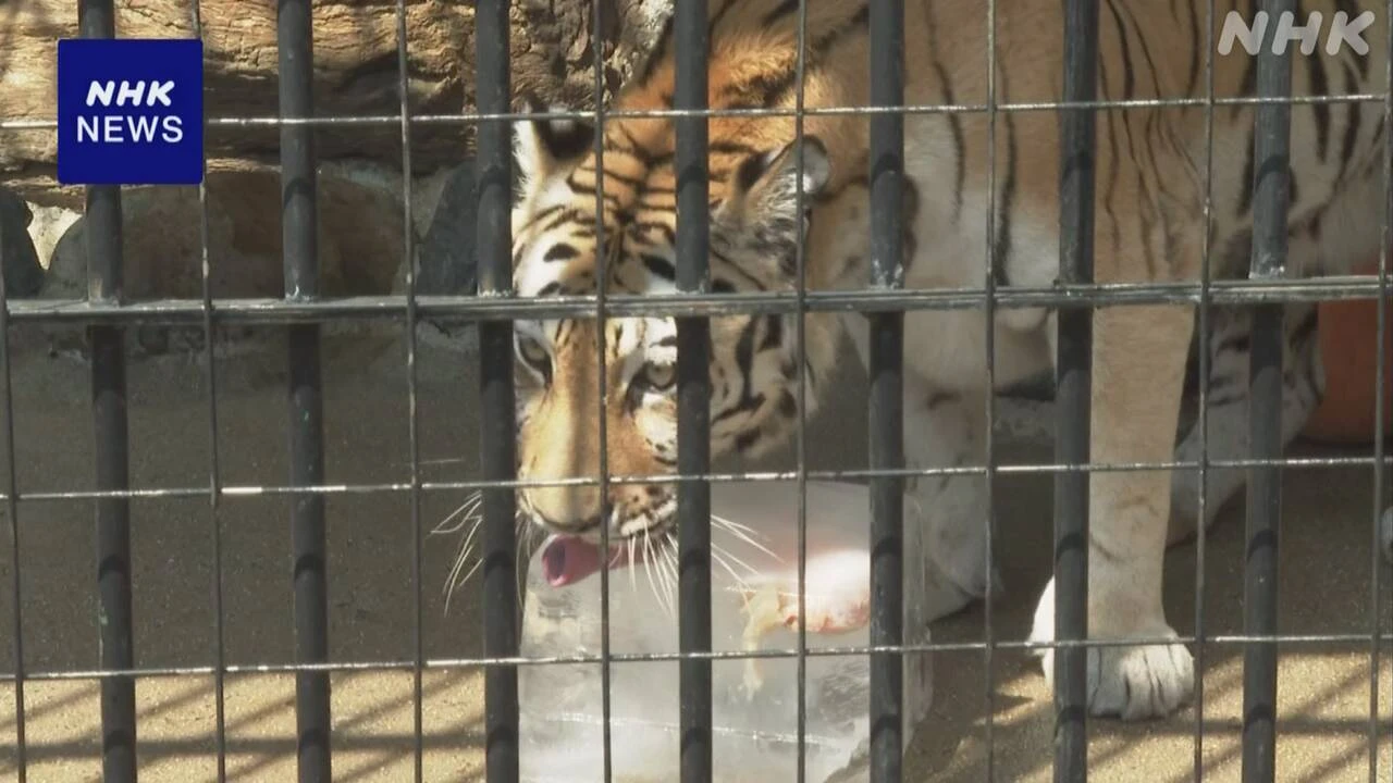 山口 徳山動物園でトラやサルに“氷のプレゼント”