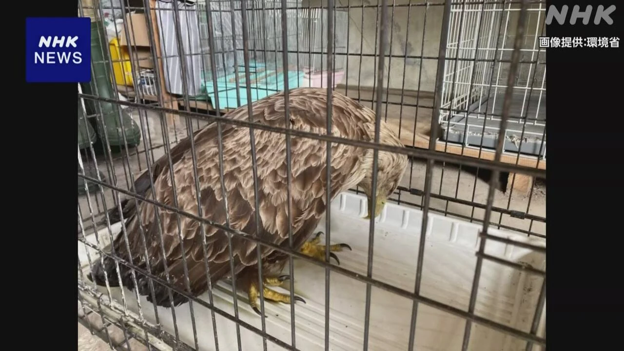 北海道 保護された絶滅危惧種オジロワシから散弾銃の弾10発