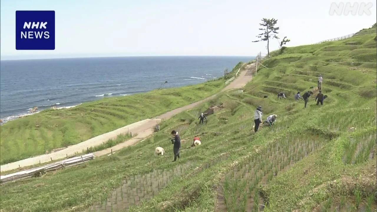 石川 輪島「白米の千枚田」で草取り 地震・豪雨で被害