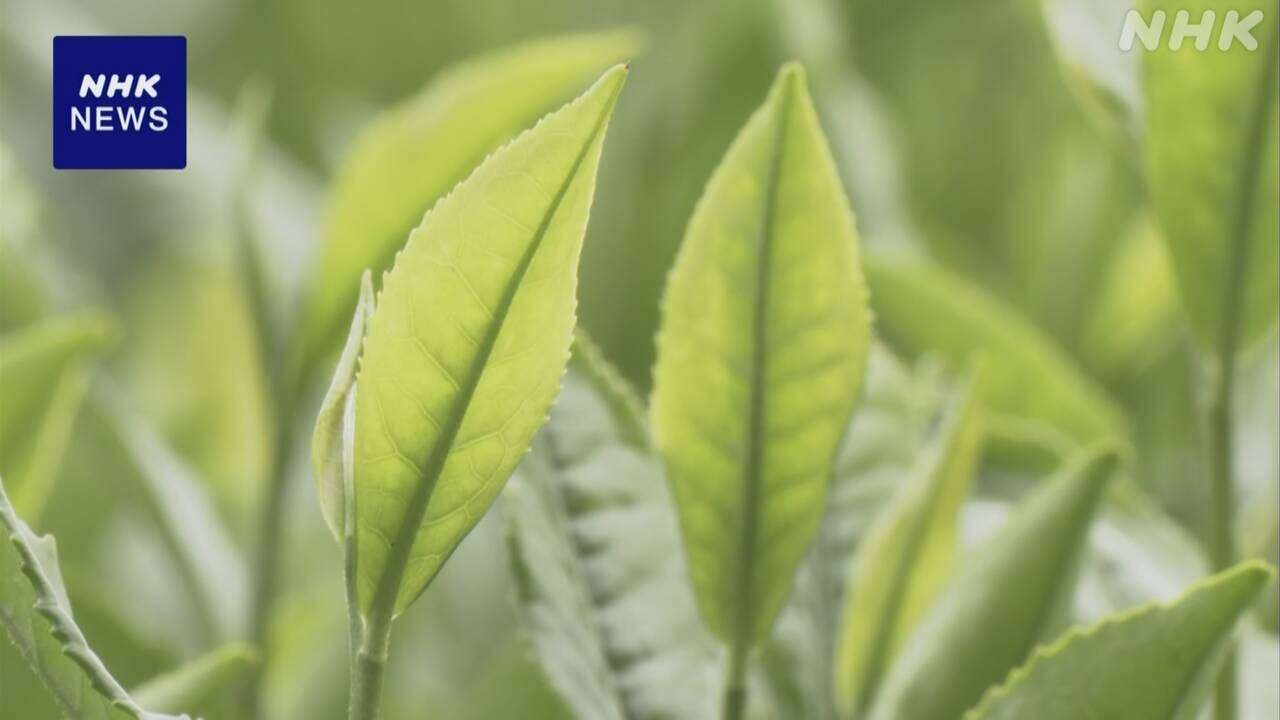 荒茶 生産量 鹿児島が初の全国1位に 65年連続トップ静岡上回る