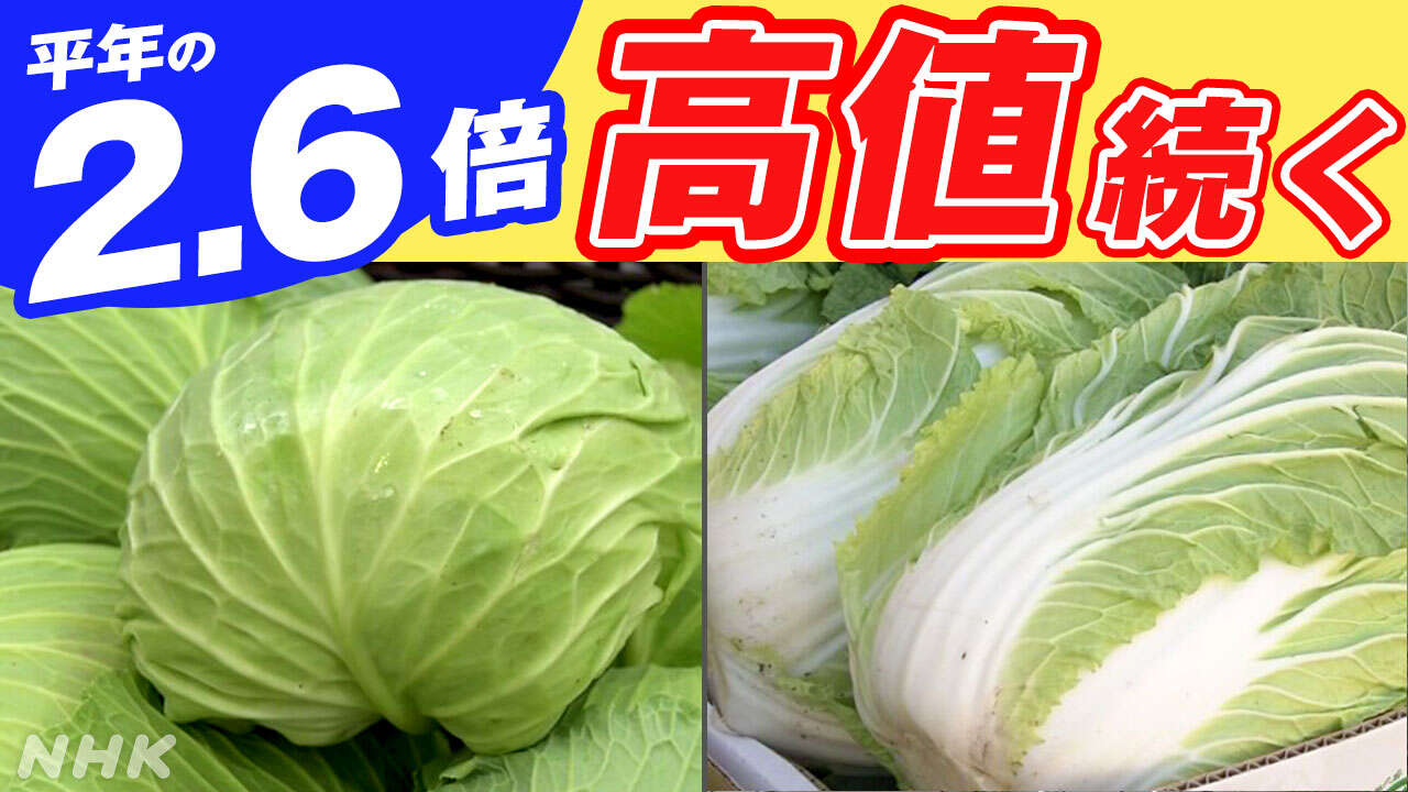 はくさいとキャベツの平均価格 平年の2.6倍程度 高値続く