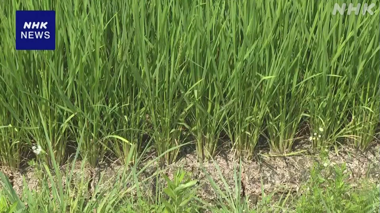 富山 砺波 少雨で山間地の田んぼの水足りず 市が給水車で供給