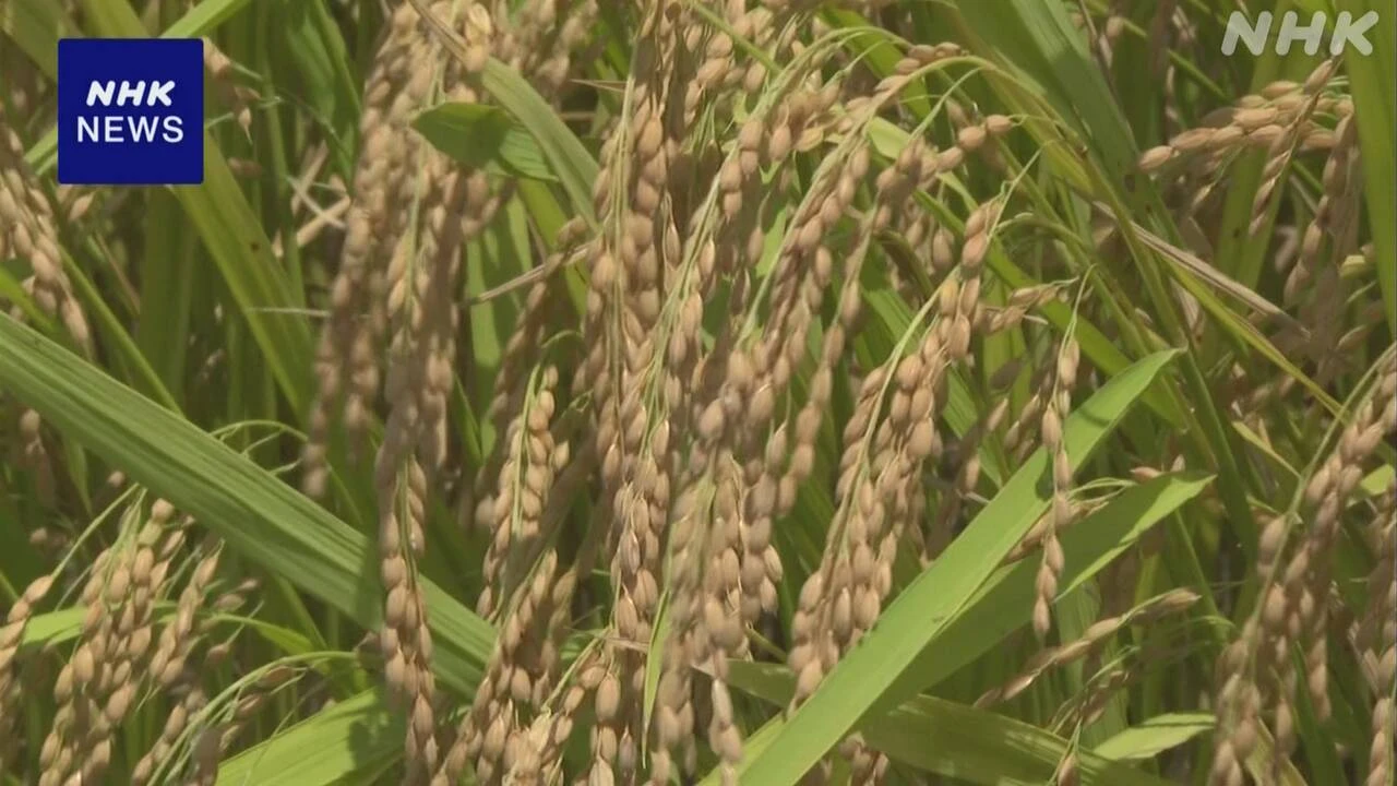 農水省 早期栽培のコメ収穫量3県で去年を「やや上回る」見通し