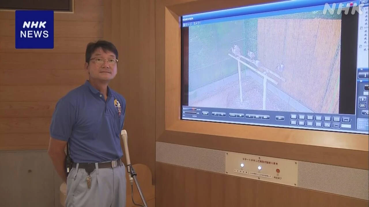 国内で初 トキがみずから育てたヒナ 5羽が巣立つ 石川 能美
