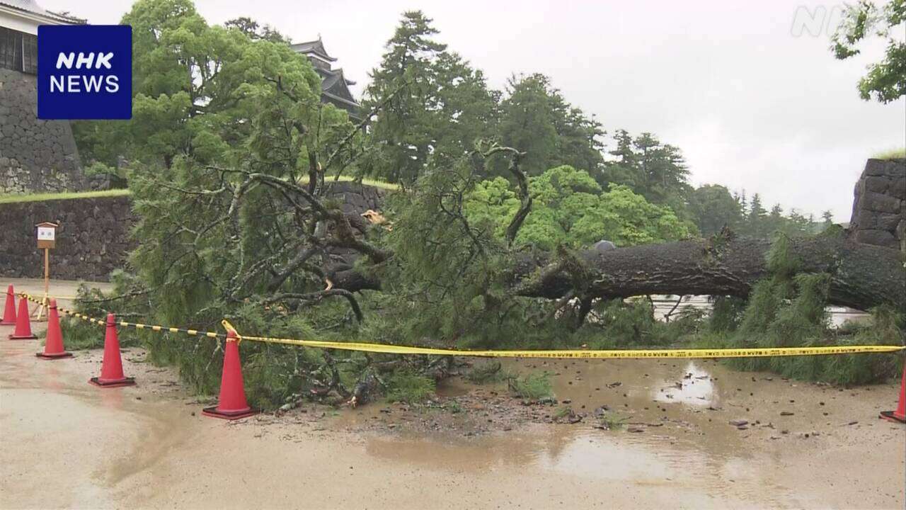 国宝 松江城で敷地内の高さ約20mの松の木が倒れる 強風影響か