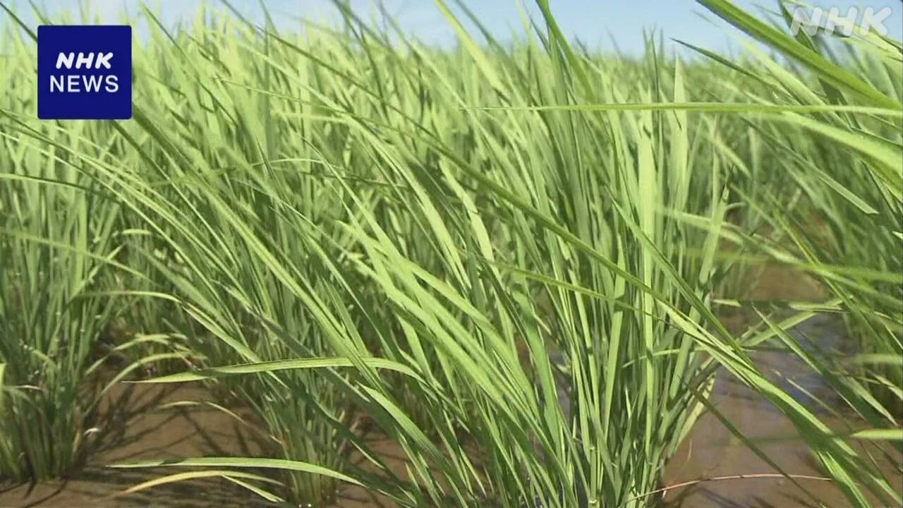 イネ生育 7月1日時点“多くの地域で問題生じてない”農水省