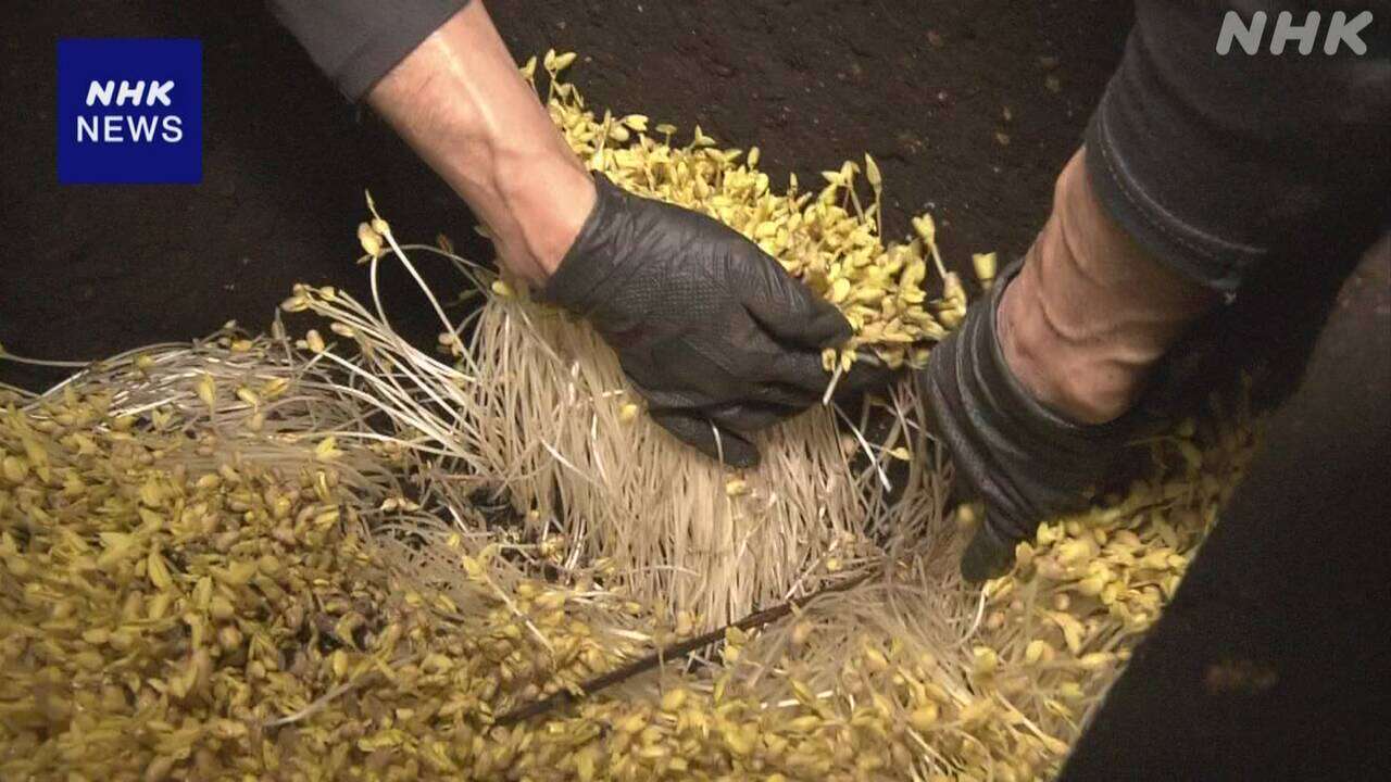 温泉の熱を利用「大鰐温泉もやし」収穫盛ん 青森