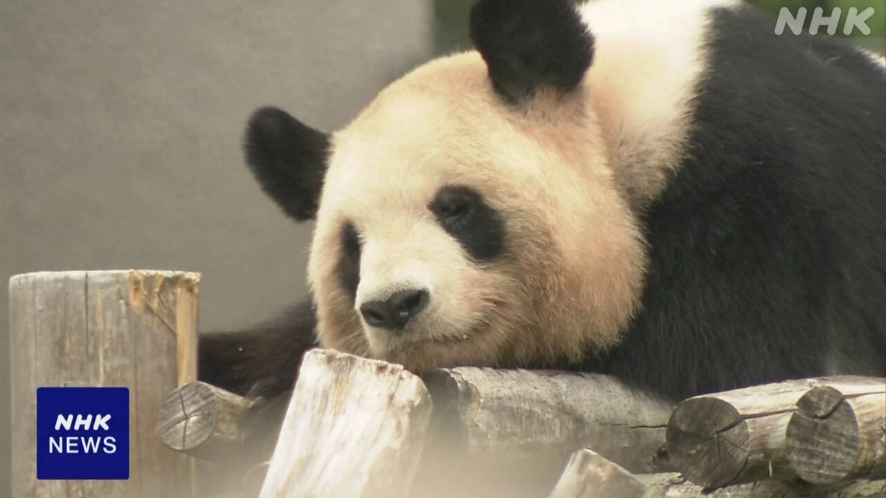 和歌山 パンダ返還 発表から1か月 中国へ送り出す準備進む