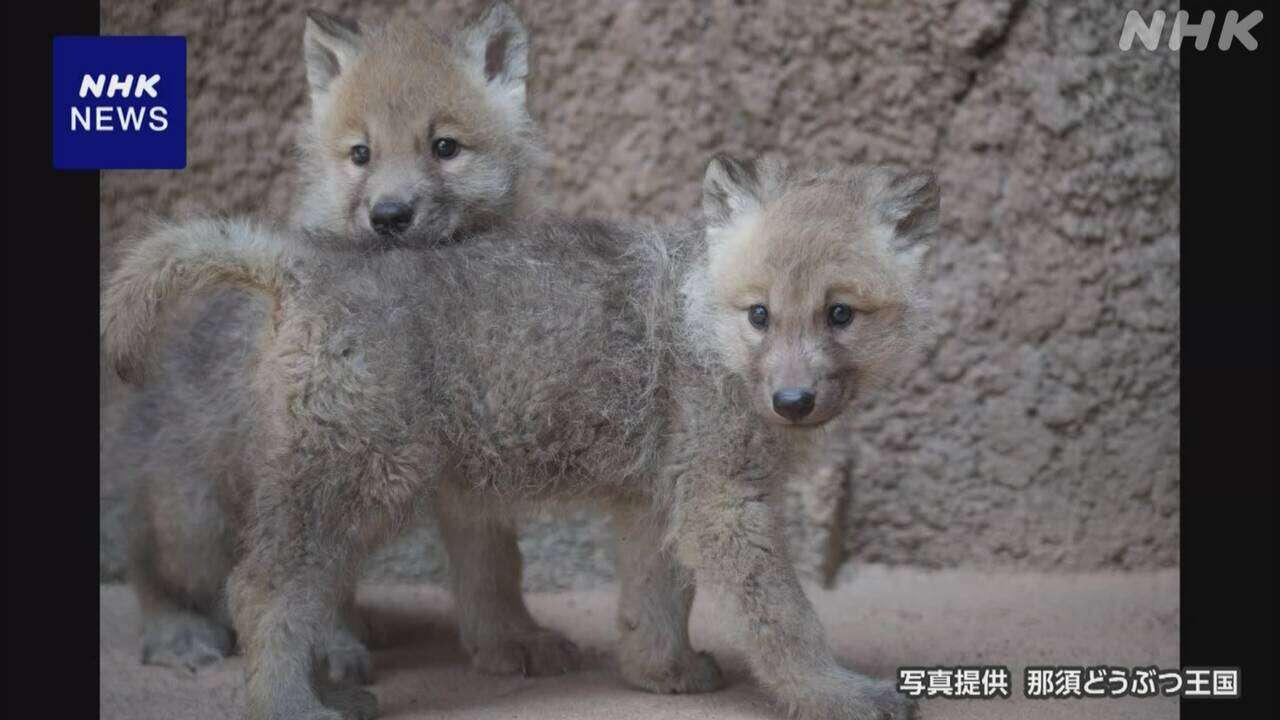 「幻の白いオオカミ」繁殖成功 国内の動物園で初めて 栃木