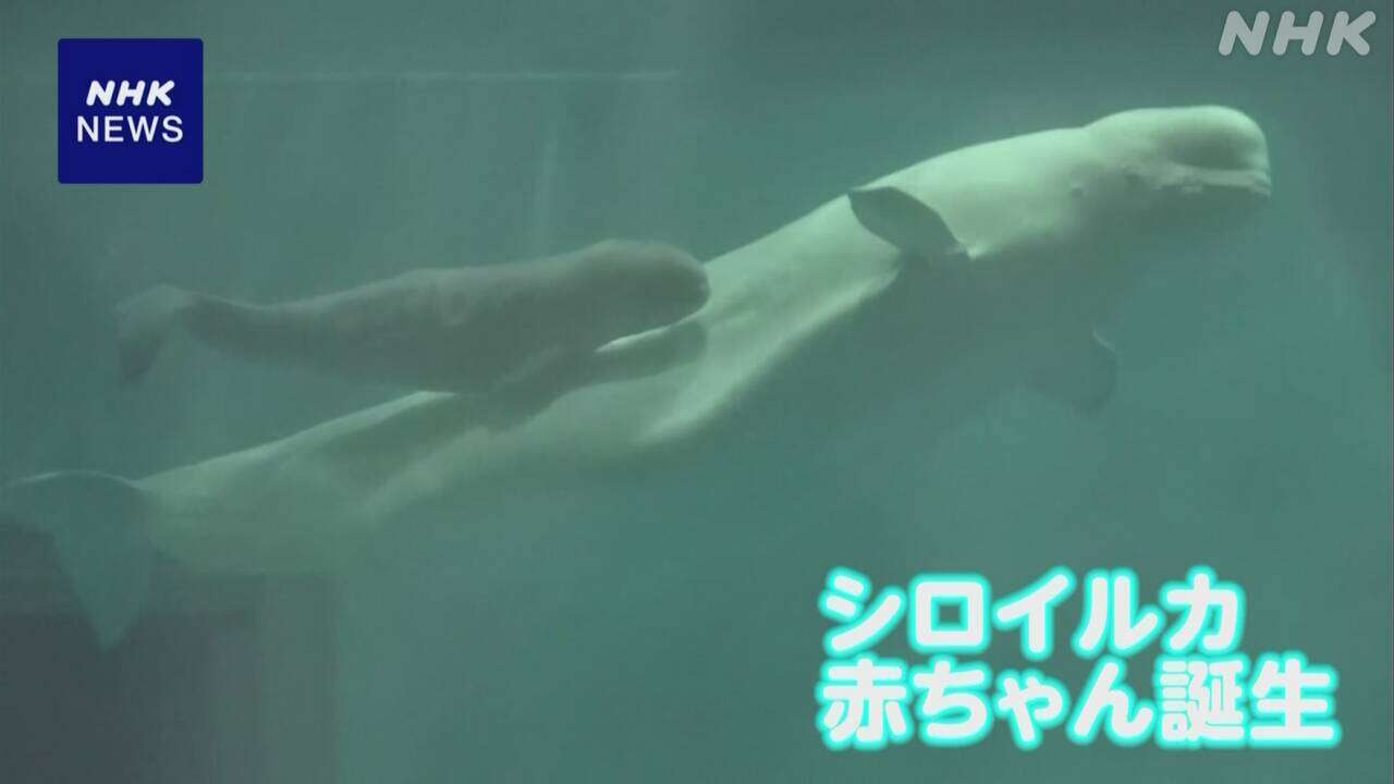 シロイルカの赤ちゃん誕生 お母さんとともに元気に泳ぐ 島根