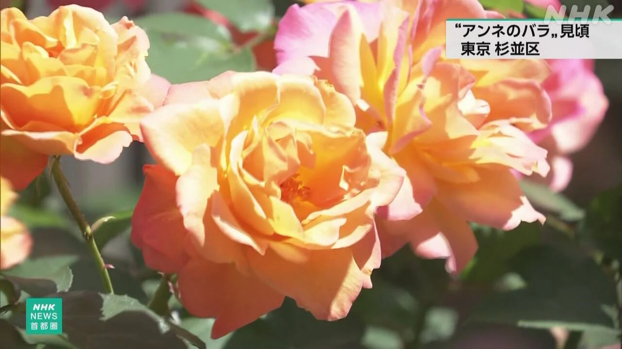 東京 杉並 中学校で「アンネのバラ」が色鮮やかな花を咲かせる