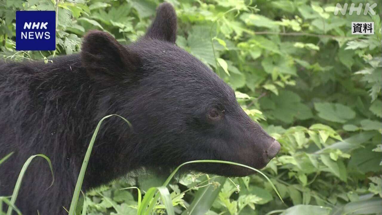 秋田県全域 運用開始から最も早い「ツキノワグマ出没警報」