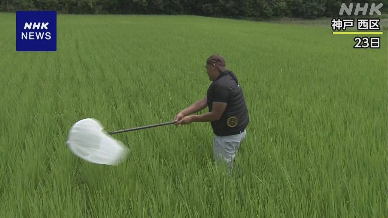 コメの品質低下もたらすカメムシ 農協など田んぼで調査 神戸