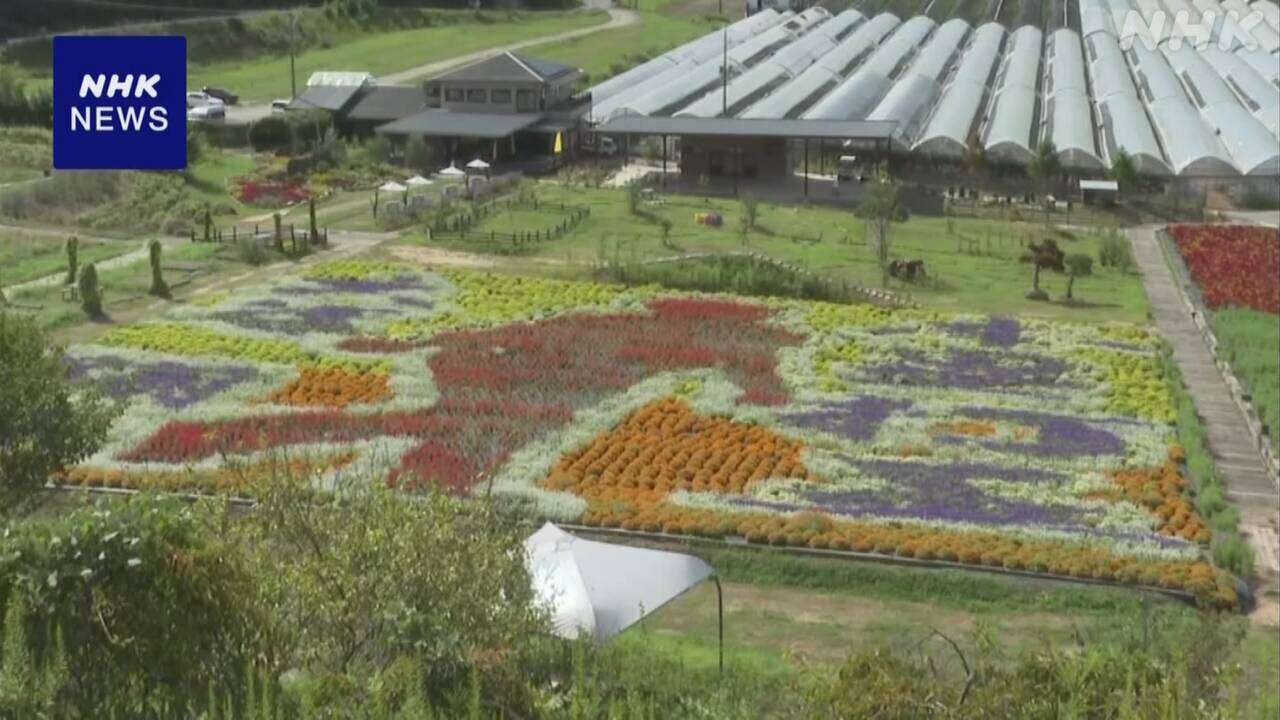 大谷翔平選手を描いた花絵 観光農園で見頃に 広島 世羅町