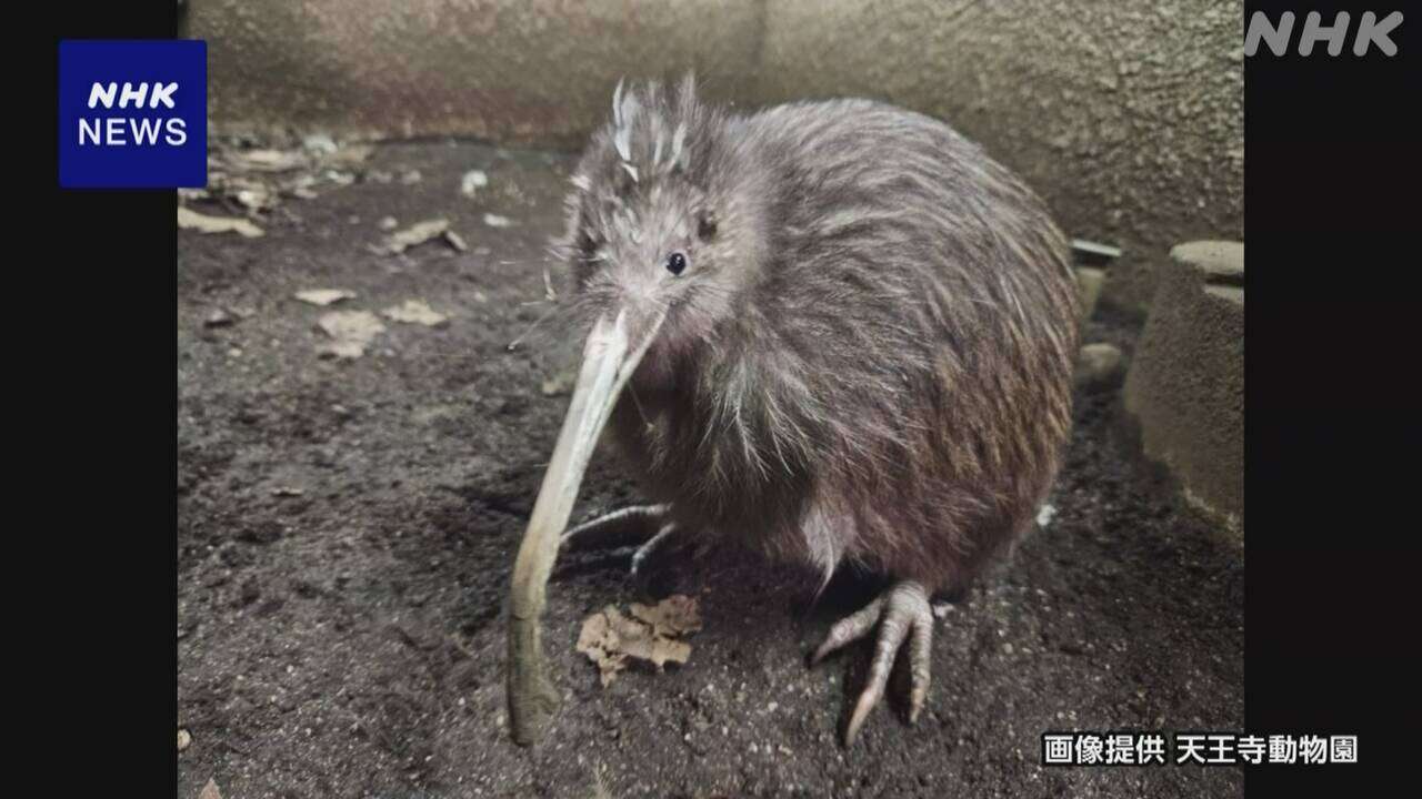 大阪 天王寺動物園 飛べない鳥の「キーウィ」死ぬ 35歳