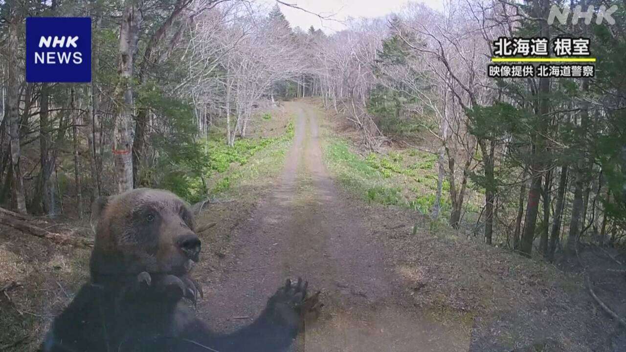 北海道 根室 軽トラックにヒグマが衝突 乗っていた2人けがなし