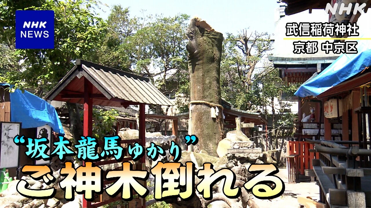 京都 坂本龍馬の逸話が伝わるご神木倒れる