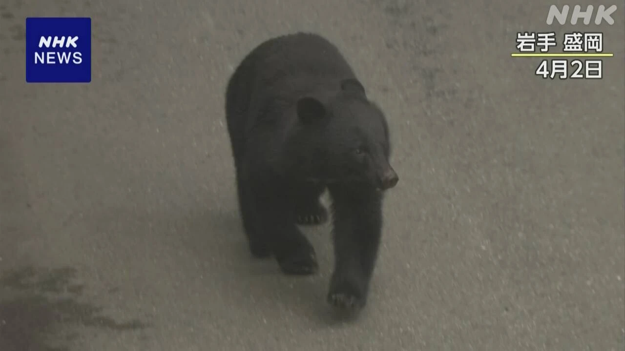 クマ被害“特例的に市街地でも猟銃の使用可” 改正法が成立