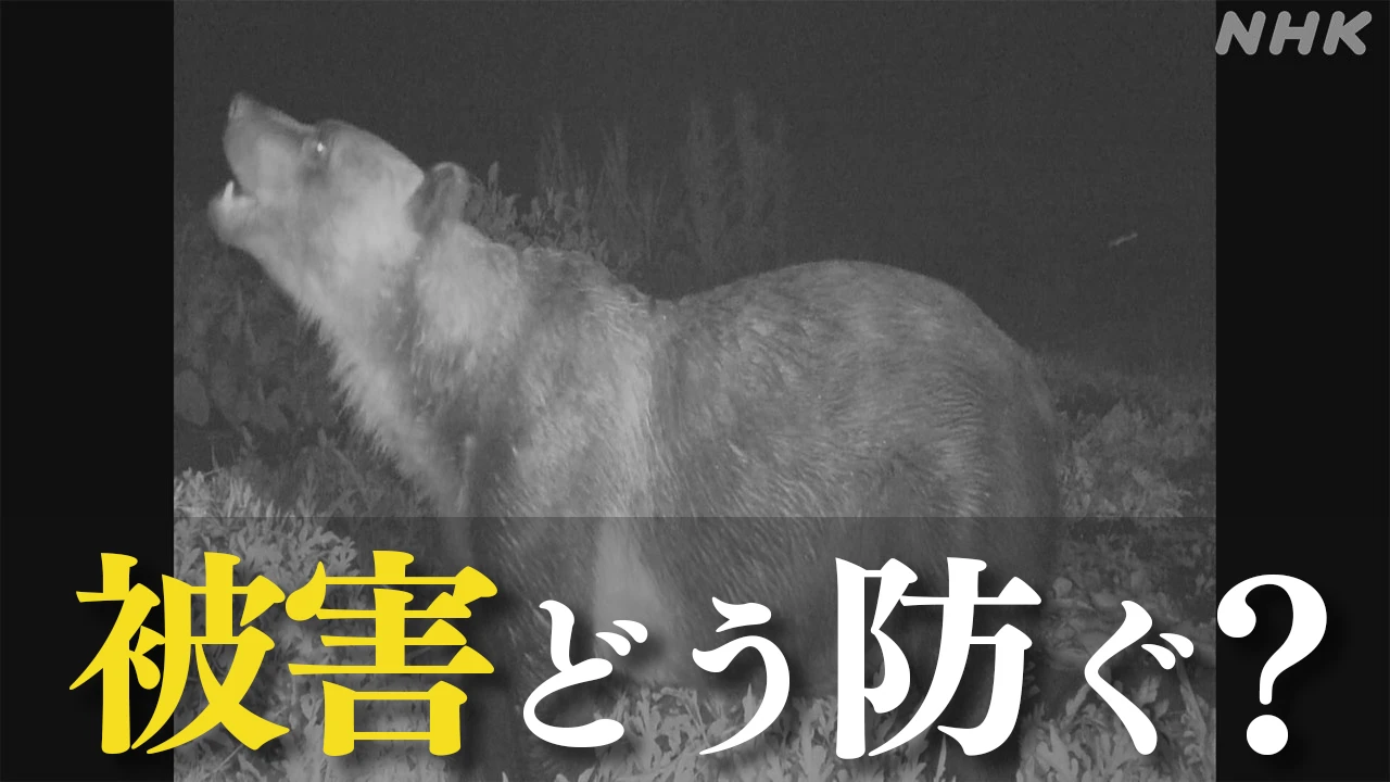 クマ 市街地への出没相次ぐ 理由は？被害どう防ぐ？【Q＆A】