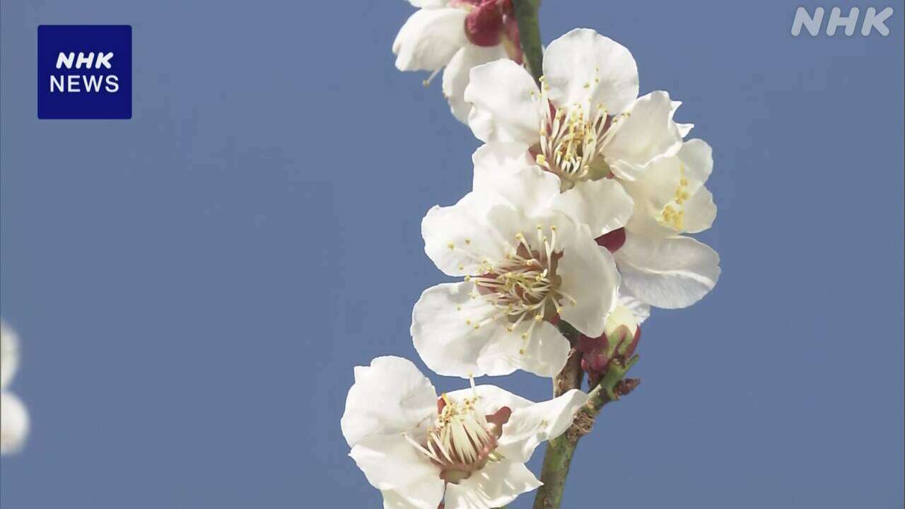 徳島 阿南 「明谷梅林」梅の花が見頃を迎える