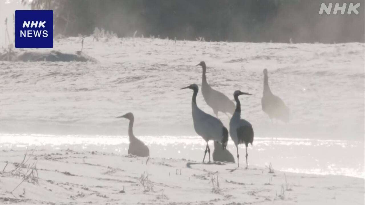 北海道 タンチョウ撮影に写真愛好家集まる 国の特別天然記念物