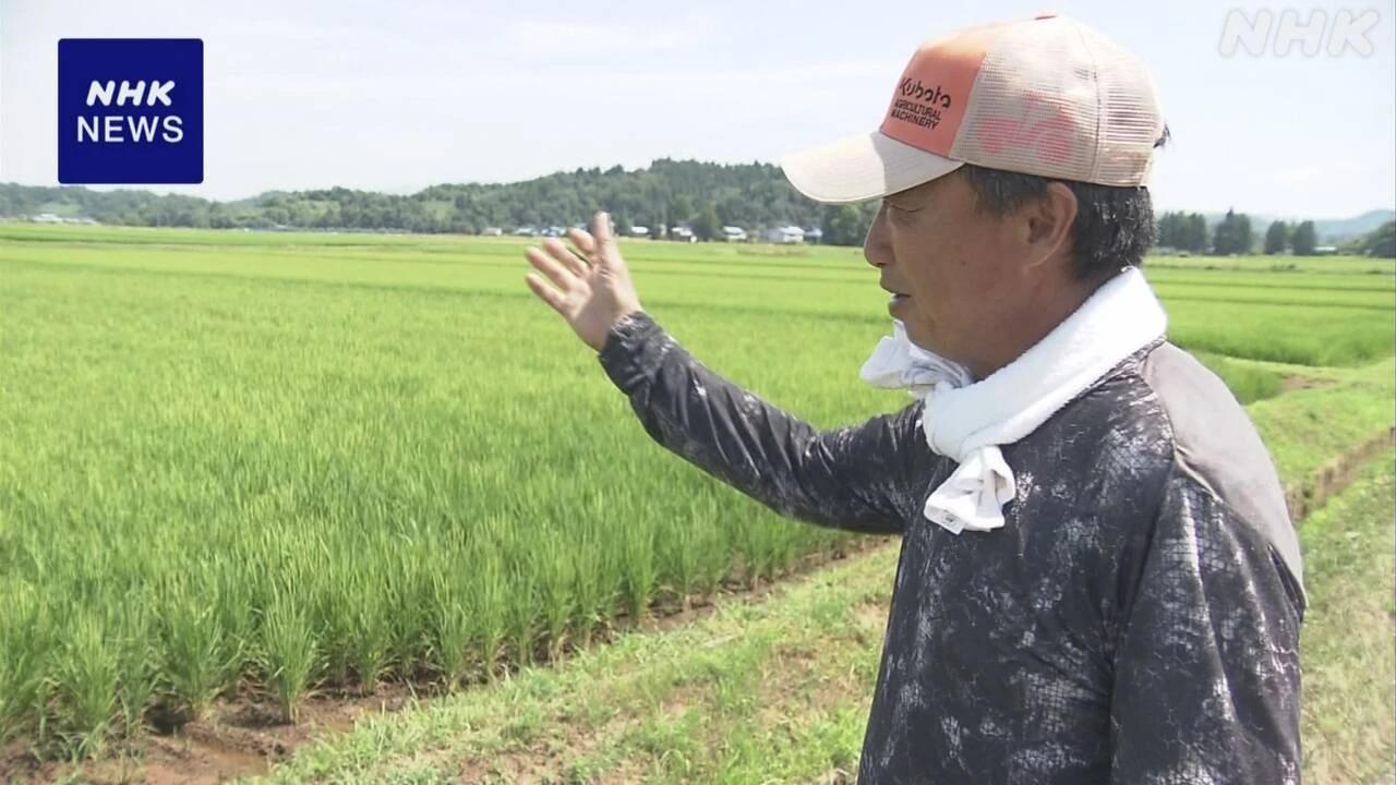 秋田 少雨と高温続き コメ農家から収量の減少など懸念の声