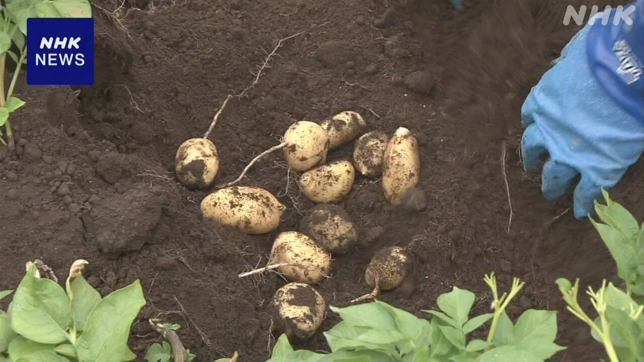 北海道 帯広 異例の猛暑 特産ジャガイモの生育に影響か
