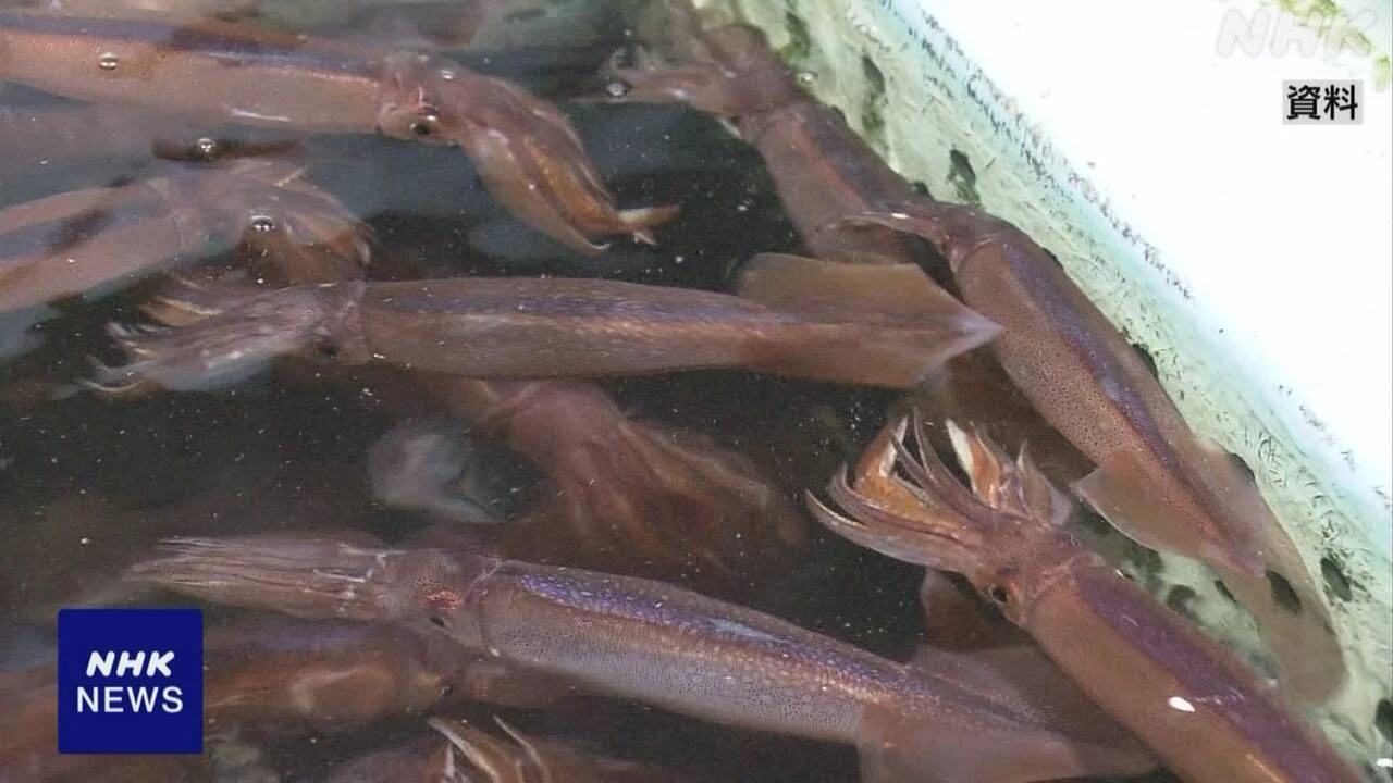 スルメイカ 夏以降に漁場に来る量 低水準の見通し