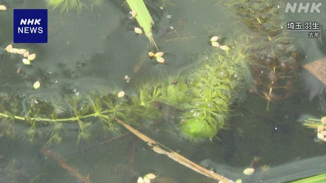 水草「ムジナモ」 自然状態で繁殖確認「絶滅危惧種」に 埼玉