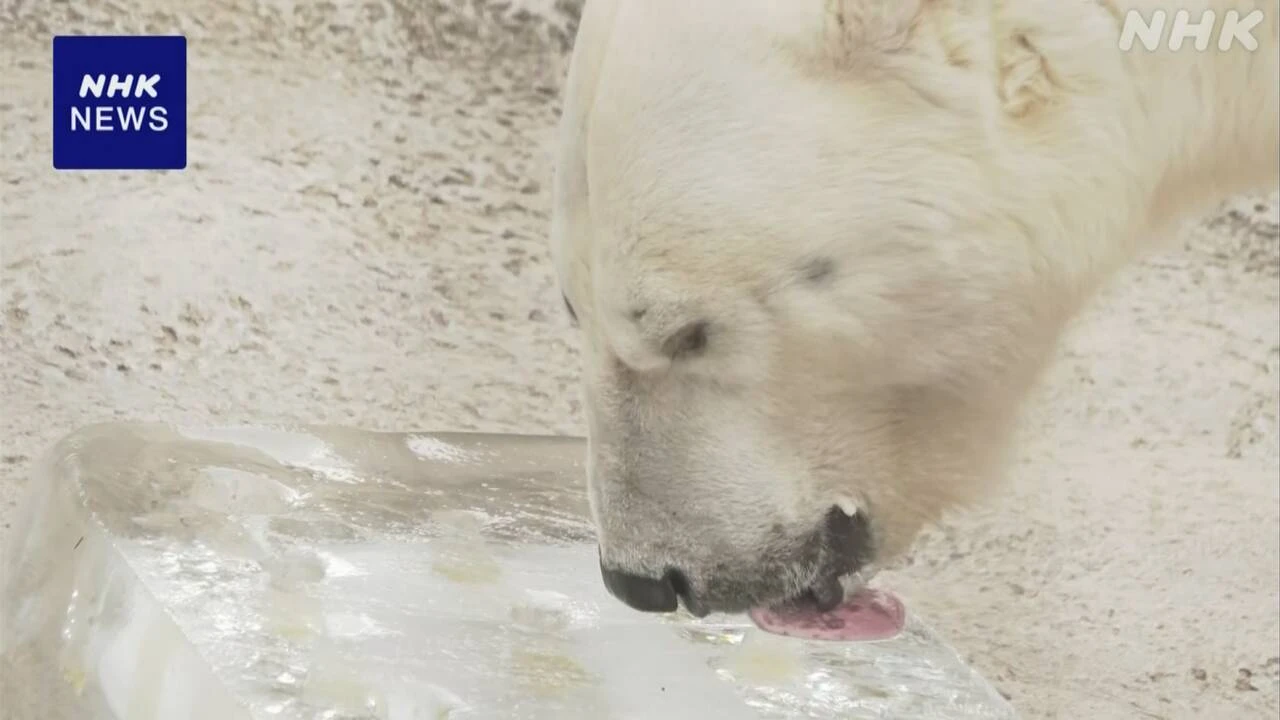 北海道 旭山動物園 ホッキョクグマなどに大きな氷をプレゼント