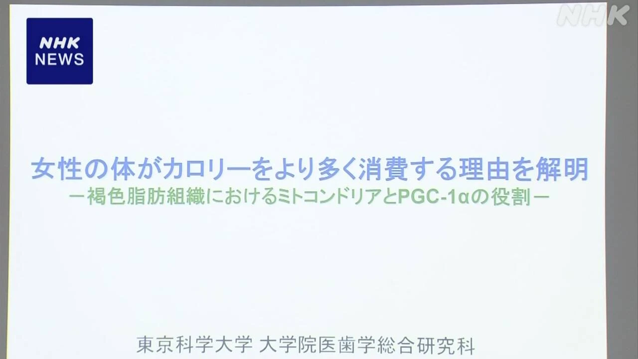 “男女のカロリー消費差” マウスの実験で解明 東京科学大など