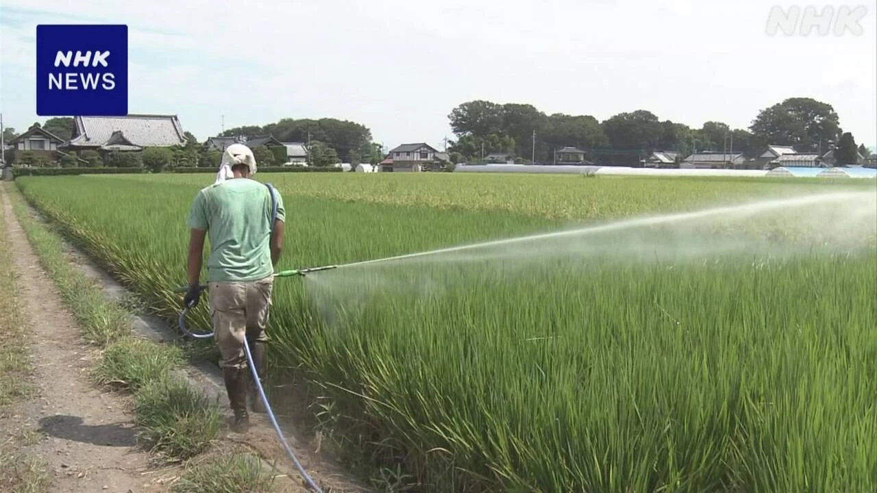 猛暑や水不足でコメの生育への影響懸念 茨城 筑西