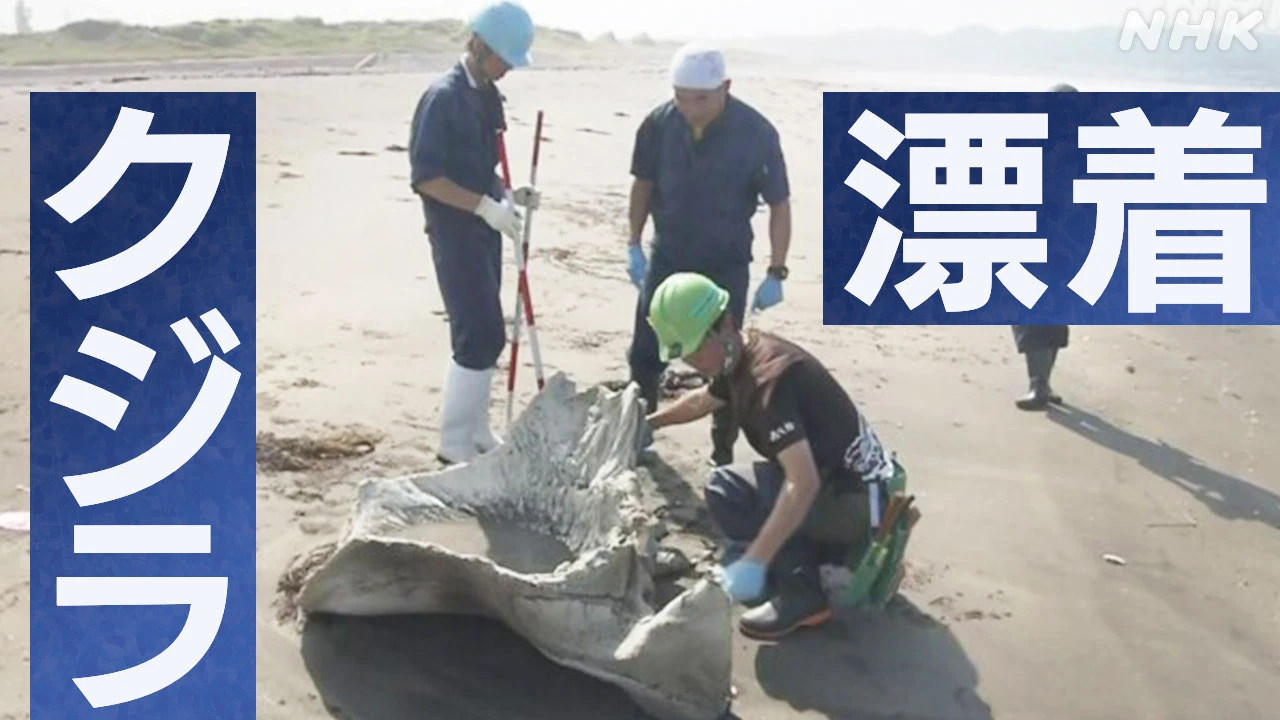 海岸に打ち上げられたクジラ4頭を研究機関が調査 生態系確認へ