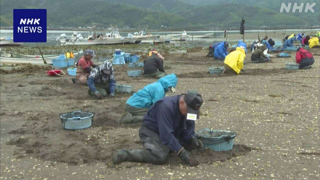 宮城 石巻 万石浦でアサリ漁始まる 東日本大震災で被害