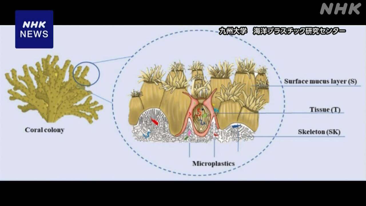”マイクロプラスチック サンゴの骨格に蓄積” 九州大学など