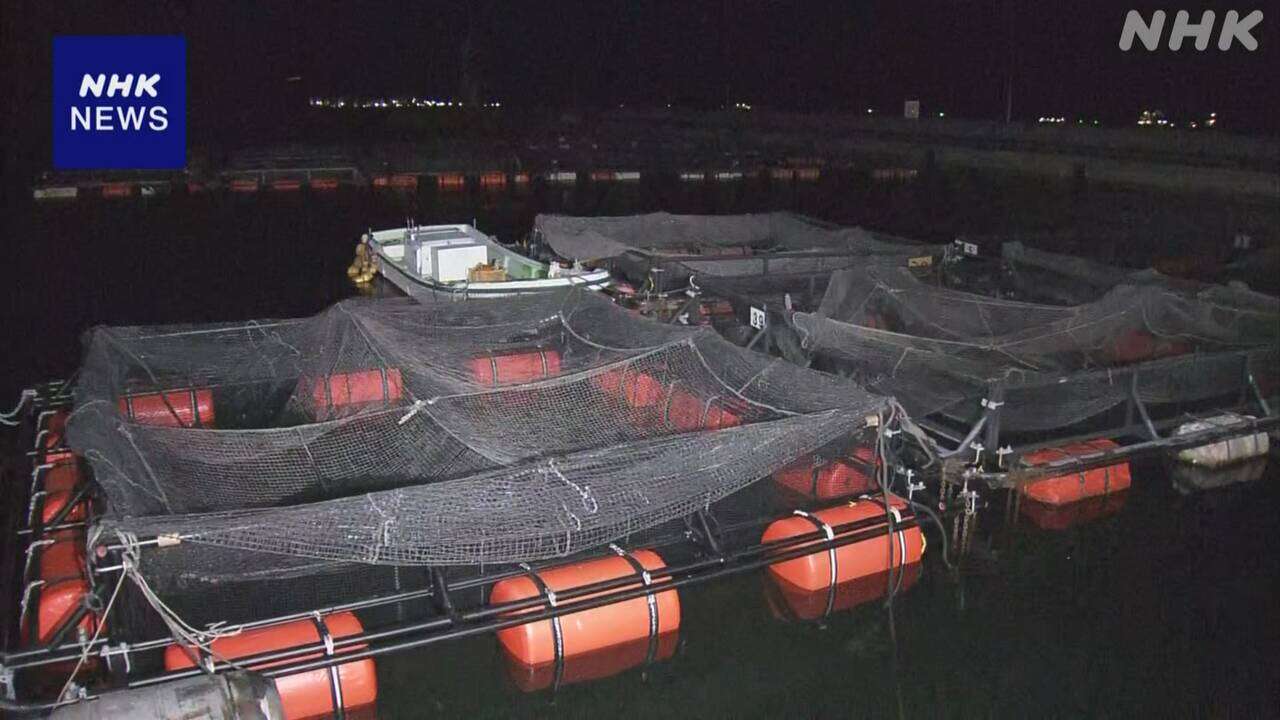 山口 下関 養殖のトラフグ約8000匹が死ぬ イワシ流入が原因か