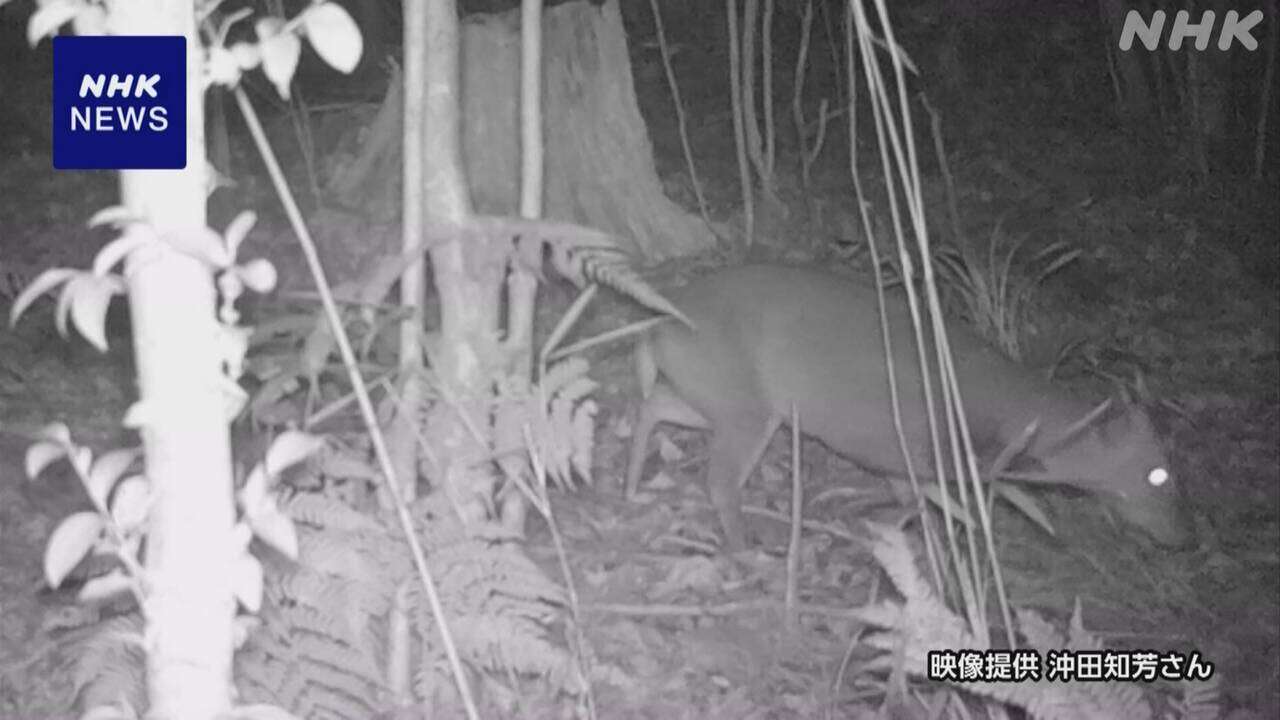 特定外来生物キョン 茨城でも相次ぎ確認 県が目撃情報に報奨金