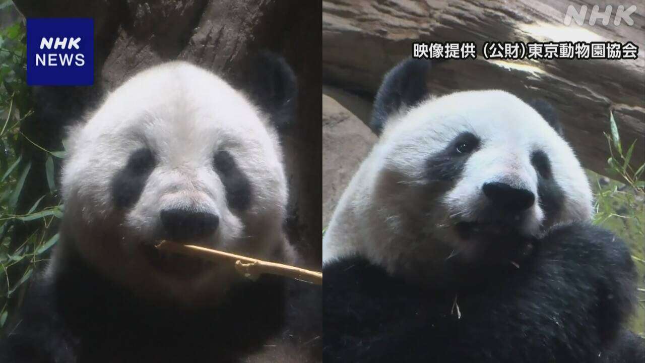 上野動物園のパンダ2頭 中国返還まで10日 最新の映像公開 東京