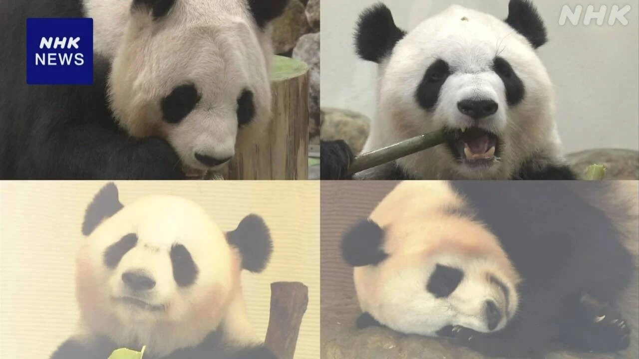 和歌山 白浜町 ジャイアントパンダ4頭 きょう中国へ返還