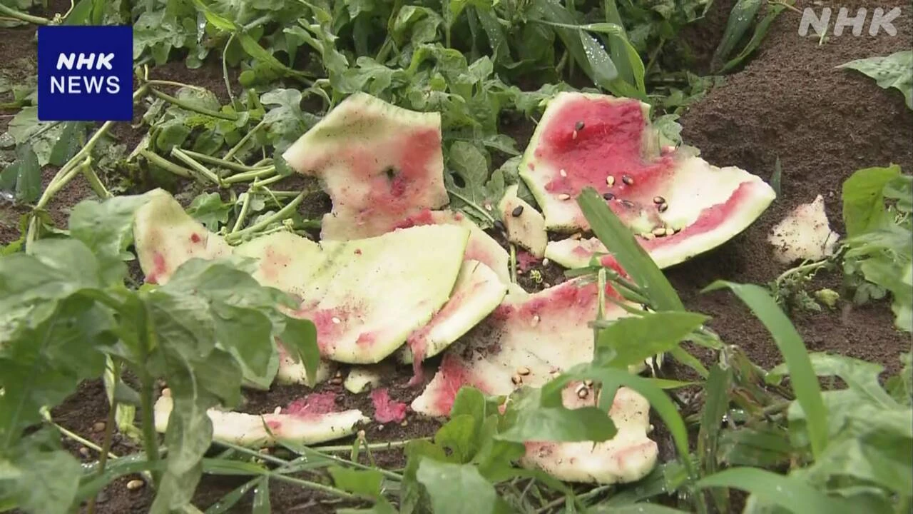 スイカ約100個 ヒグマに食い荒らされたか 北海道 江差町
