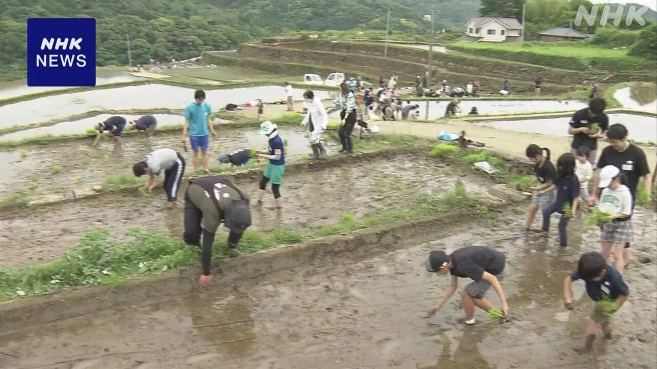 コメ高騰「日本の棚田百選」田んぼのオーナー制度が人気 長崎